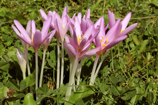 colchico (colchicum autumnale)