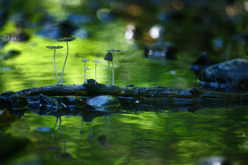 stones reflecting in water on background