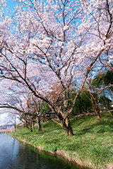 Obraz premium 川岸の桜