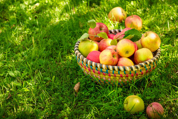 Organic apples in basket, apple orchard, fresh homegrown produce