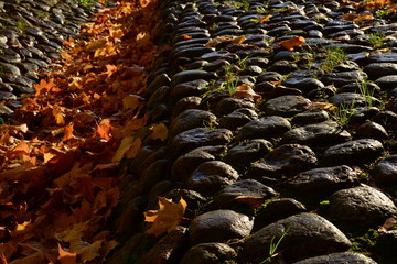 Natural background wet cobblestones and autumn maple leaves