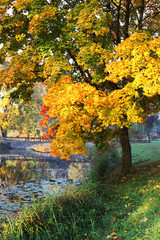 Autumn landscape with a lake in the park