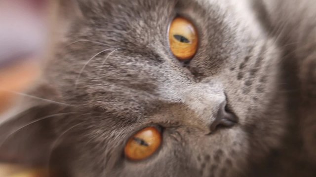 British cat nose close up