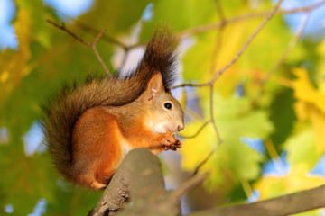 Naklejka na ściany i meble autumn squirrel