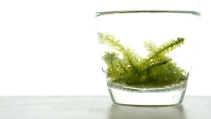 Sea grape seaweed, uni budou. japanese ocean seaweed food. great