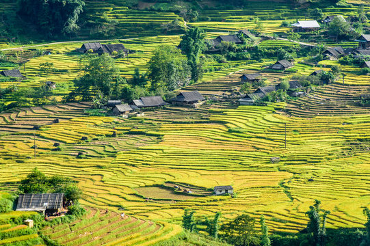 Rice fields on terraced in rainny season at SAPA, Lao Cai, Vietn