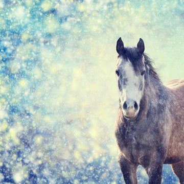 Beautiful  gray horse portrait on winter background of snow-fall