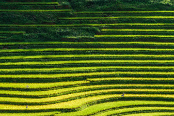 Rice fields on terraced in rainny season at SAPA, Lao Cai, Vietn