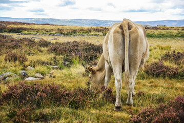 A cow in the Mountains of León