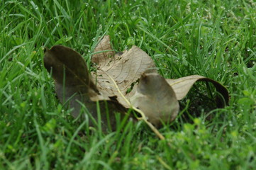 Obraz premium feuille morte