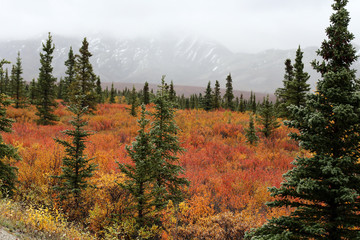 Denali Nationalpark im Herbst