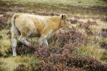 Obraz premium A calf in the Mountains of León