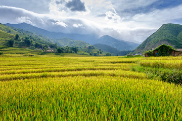 Rice fields on terraced in rainny season at SAPA, Lao Cai, Vietn