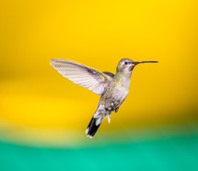 Obraz premium Broad Billed Hummingbird. Using different backgrounds the bird becomes more interesting and blends with the colors. These birds are native to Mexico and brighten up most gardens where flowers bloom.