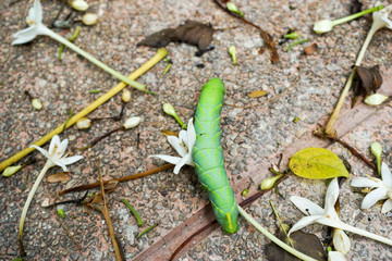 Worm slither pass flower