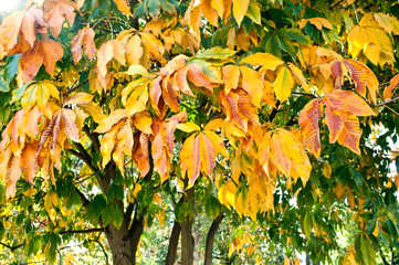 détail feuilles de châtaignier en automne