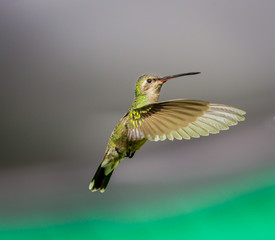 Broad billed Hummingbird. Hummingbird art and crafts. This is a new line of shots using a multicolored background to show the beauty of the bird to a new level.