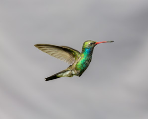 Broad Billed Hummingbird. Using different backgrounds the bird becomes more interesting and blends with the colors. These birds are native to Mexico and brighten up most gardens where flowers bloom.