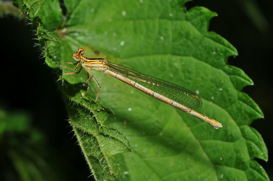 Blaue Federlibelle