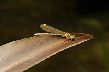 Federlibelle