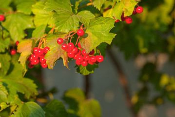 Ripe red viburnum bush with green leaves