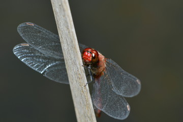 Feuerlibelle © nounours1
