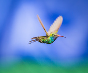 Broad Billed Hummingbird hovering against a blue background protecting his territory. These birds are found in central Mexico. This picture would make an ideal subject for a painting, calendar and art