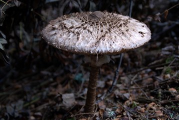 Champignons