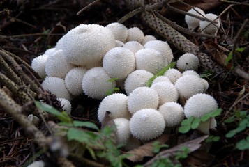 Champignons
