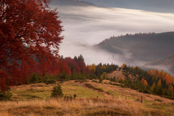 Morning mist in mountain woodland.