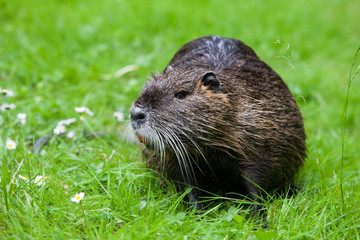 Nutria Biberratte auf einer Wiese