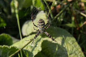 Wespenspinne im eigenen Netz in der Heide - Wasp spider in its own spider web in the heath