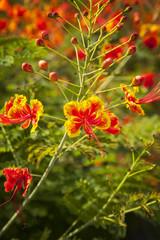 Tropical peacock flower