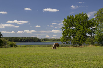 Koń nad jeziorem © anabel78