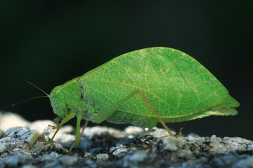 Grasshopper mimics tree leaf