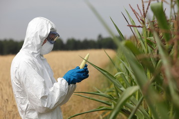 biotechnology engineer examining  corn cob on field