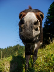 Donkey