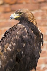 dangerous predator on falconry show