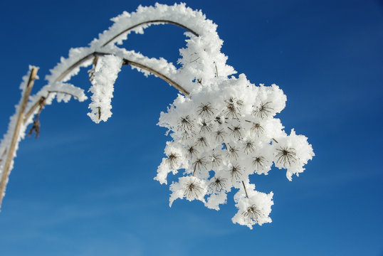 Plant covered with snow