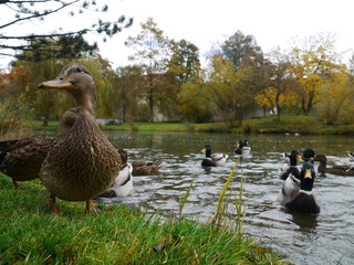Fototapeta premium Duck Ducks