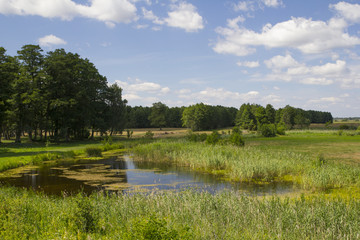 Narew