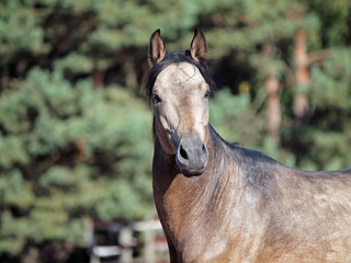 Portrait of young dun horse on a background the forest
