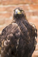 dangerous predator on falconry show