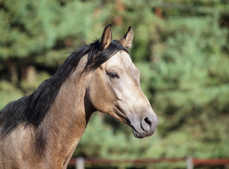 Portrait of young dun horse on a background the forest