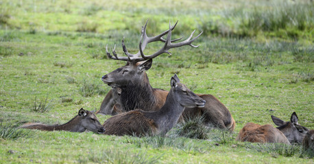Wild Life - Rothirsch mit Familie