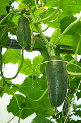 Several green cucumber growing in greenhouse