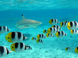 Shark and butterfly fish