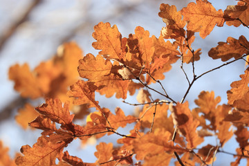 background texture of yellow leaves autumn leaf background