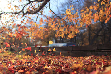 Naklejka na ściany i meble autumn leaf fall landscape in a city park