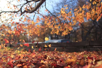 Crédence de cuisine en verre imprimé Automne autumn leaf fall landscape in a city park
